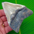 3 68   Megalodon Shark Tooth Beautiful Real Fossil Colorful Sharks Teeth