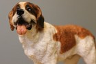 Retired Schleich Saint Bernard Male 16379 Figurine Perfect Condition