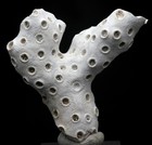 Coral Fossil Specimen Fossilized Natural Ocean Sea Life Sample Maryland Usa
