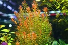 6 Stems Rotala Orange Juice Live Aquarium Plants Beautiful    Free Proprity Ship