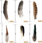 60pcs Natural Turkey Feathers  Pheasant Spotted Duck    