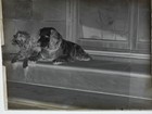 Antique Glass Plate Photo Negative - Two Dogs Waiting On The Front Stoop