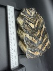 Huge Mammal Tooth Fossil Slab Ice Age Pleistocene Giant Cross Section Polished