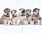 20 Pack Puppy Id Collar Identification Adjustable Breakaway Whelping Collars