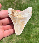 3 25  Serrated Megalodon Fossil Shark Tooth Summerville  Sc