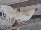  6 White  Hatch Gamefowl Hatching Eggs  