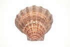 Natural Lion Paw Scallop Nautical Dish Beach Craft Sea Shell 5 - 6   1 Pc  jc-25