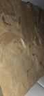 Forest Floor In Stone  Fossil Plant Slab  From A Long Ago Forest