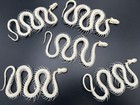 Animal Taxidermy 5 Pcs  Real Snake Skeleton Skull Animal Specimens About 35-40cm