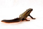 Kitan Club Nature Techni Colour Okinawa Sword Tail Newt Magnet Figure New