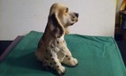 Cocker Spaniel Dog Figurine Statue Ceramic 5  Inches Tall Realistic Decorative