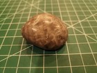 Hand Polished Petoskey Stone 2 8 Oz  Michigan Fossil - Pet11