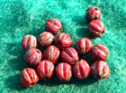  10  Huron Indian Red Jasper Color Melon Glass Indian Trade Bead Fur Trade 1800s