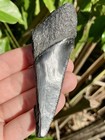 Natural Beautiful 3 44    Megalodon Tooth Fossil Shark Teeth