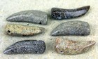 Dino Bone Tooth Replica