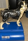 Antique Cast Iron Boston Terrier Bulldog Doorstop Original Paint Hubley 