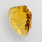 Burmese Amber Fossil  Lizard Inclusion  99 Million Years Old
