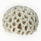 Natural White Coral Specimen Honeycomb Brain Coastal Beach Aquarium Decor 3   