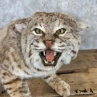  29969 El   Bobcat Life-size Taxidermy Mount For Sale