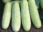 100  White Wonder Cucumber Seeds - Heirloom - Organic - Non Gmo ----------- Rare