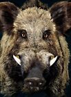 Wild Boar Tooth Tusk Hog Taxidermy Trophy Magik Charm Amulet Gothic Ouija Witch