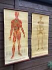 2 X Very Rare American 1885 Anatomical Yaggy   s  Chart Human Muscles   Skeleton