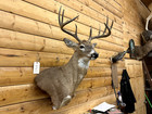 Shoulder Mount 11 Point  White Tail Deer Real Antler Buck Doe Taxidermy Wtd7