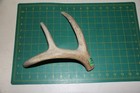 Xlarge Branched Deer Antler Dog Chew  47   Bone Chews Deer Elk Treats Deer 201