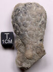 Holocystites Scutellatus Silurian Cystoid Fossil Indiana Massie Shale