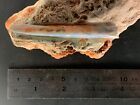 Australian Opalized Belemnite - Bulldog Shale Deposit -  90mm - Opal