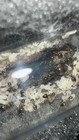 Test Tube For Crematogastor Sp