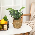 Qunclay 8 Pcs Woven Seagrass Belly Baskets  Folding Natural Boho Plant Pot