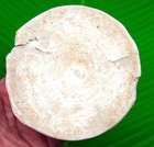 4 32       Monster Size  Fossil Shark Vertebrae - Ultra Rare 