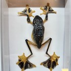 Real Specimen Blue Parachute Frog Shadow Box Taxidermy Bug Butterfly Oddity