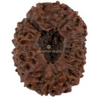 16 Mukhi Rudraksha 27 77 Mm Java Bead   Grade A Super Collector Genuine Natural