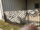 Bucas Buzz Off Horse  Zebra Fly Sheet 81  Preowned Half Price Ships Free