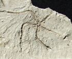 Beautiful  Extremely Rare Pliocene Ophiura Sarsii Brittlestar Fossil From Japan 