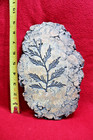 Perfect Carboniferous Mariopteris Hirta Liana Climber Fern Fossil Plant-art