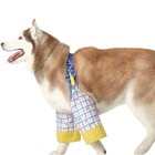 Dog Elbow Protector Pad  Adjustable Brace Front Support Xxxl Blue Cherrystripes