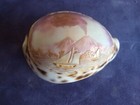 Antique Victorian Cowrie Shell Carving Of Mount Vesuvius  Italy 