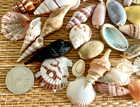 50  Mix Of Beautiful Small Sea Shells - Great For Crafting