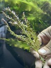 2 1  Rotala Rotundifolia Pink Live Easy Aquarium Stem Plant Free Shipping Usa