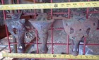 Pick One - Vtg Cast Iron Wood Gas Coal Stove Leg Foot Pot Belly Heater Feet  x 