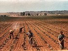 Amish Workers  Pennsylvania Dutch Country - Vintage Postcard