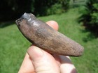 Rare Jaguar Upper Canine Tooth Florida Fossils Ice Age Saber Cat Jaw Bones Fl  