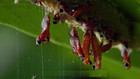 Orchid Mantis Eggs With A Free Observation Hatching Pack  1 Eggshell      Equipped