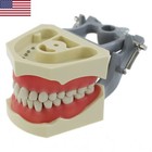 Us Dental Typodont Teeth Model Mounting Pole Columbia Kilgore Nissin Frasaco Fit