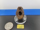 Fossil Seed Pennsylvanian Epoch