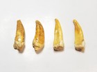 Lot Of 4 Large Fossil Cave Bear Incisor Teeth Romania Austria Mammal Tooth Ha