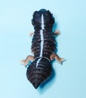 Bandai The Diversity Of Life On Earth African Fat Tailed Gecko Zulu Figure New